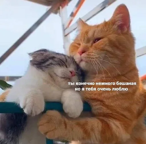 млекопитающее животное кошка