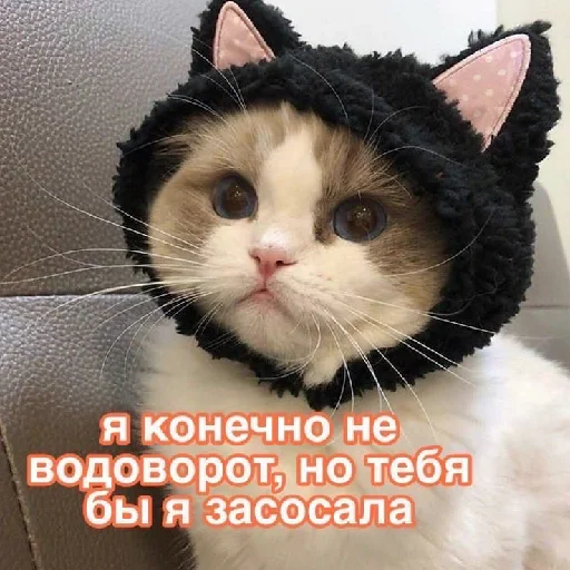 кошка животное млекопитающее