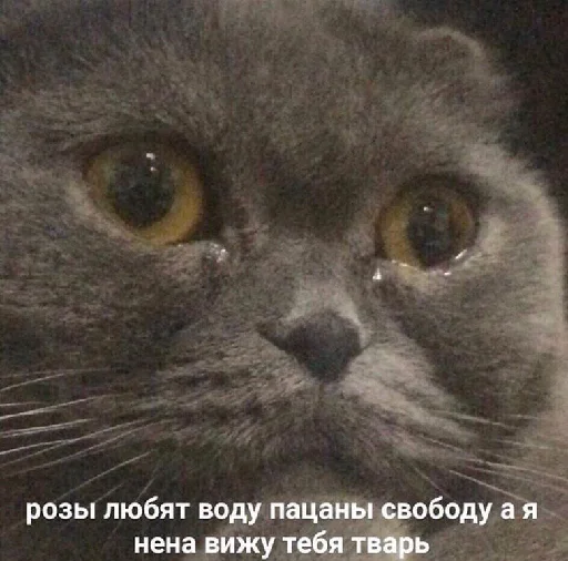 животное млекопитающее кошка