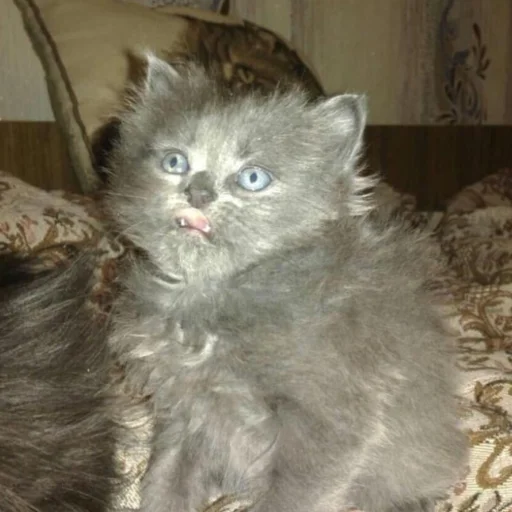 Sticker Wrtpkhbl - 1