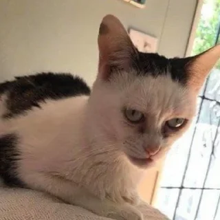 Sticker Кошаки. Автор @I_Lie_I. - 1