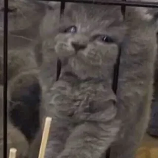 Sticker Кошаки. Автор @I_Lie_I. - 7