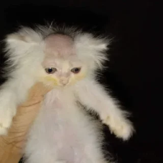 Sticker Кошаки. Автор @I_Lie_I. - 8