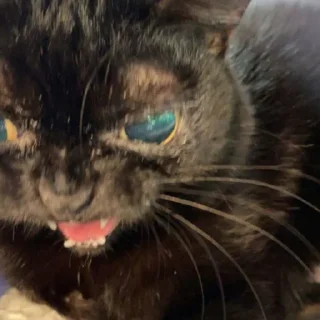 Sticker Кошаки. Автор @I_Lie_I. - 10