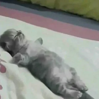 Sticker Кошаки. Автор @I_Lie_I. - 9