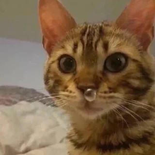 Sticker Кошаки. Автор @I_Lie_I. - 3