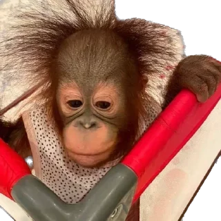 Sticker @stikerk877 - 4