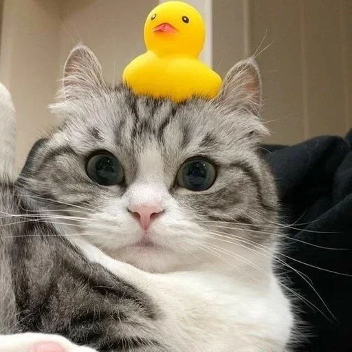 Sticker хосподи боже любимое.... :: @fStikBot - 11