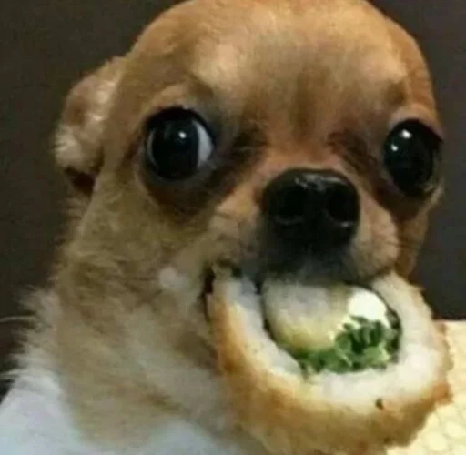 dog breed pet chihuahua