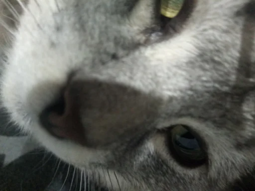 mammal animal whiskers