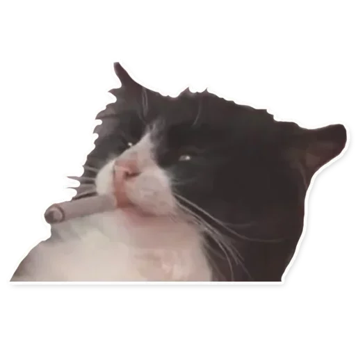 Sticker XADofejvi_by_stickers_stealer_bot - 1