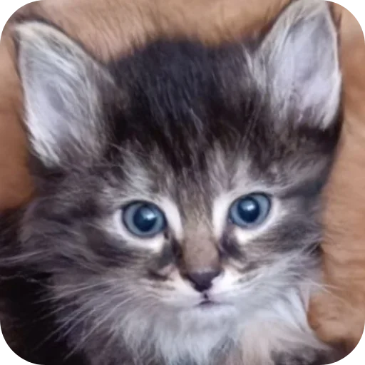 Стикер XDhkzEr_by_achestickbot - 1