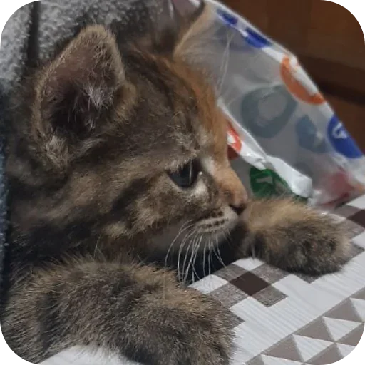 Стикер XDhkzEr_by_achestickbot - 1