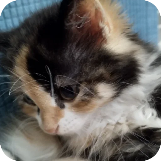 Стикер XDhkzEr_by_achestickbot - 1