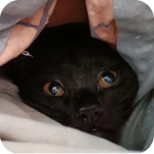 Sticker XDhkzEr_by_achestickbot - 1