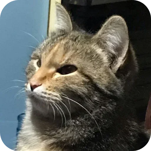 Sticker XDhkzEr_by_achestickbot - 1