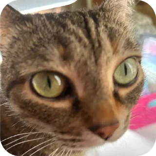 Sticker Больше стиков тут: @stikery4 - 1