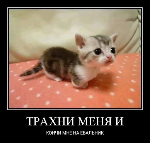 Sticker XKhQMDsLlhAuBHp_by_stickers_stealer_bot - 1