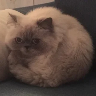 Стикер Стики 7861 из @Anonymnyi_chat_bot - 6