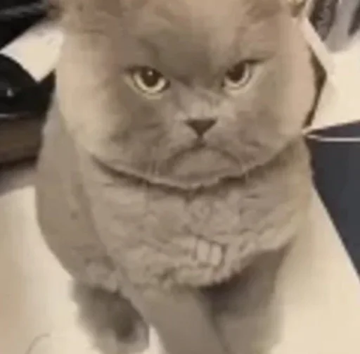 млекопитающее животное кошка