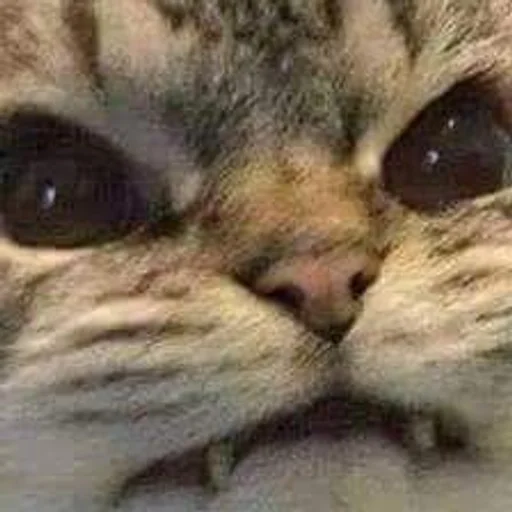 животное млекопитающее кошка