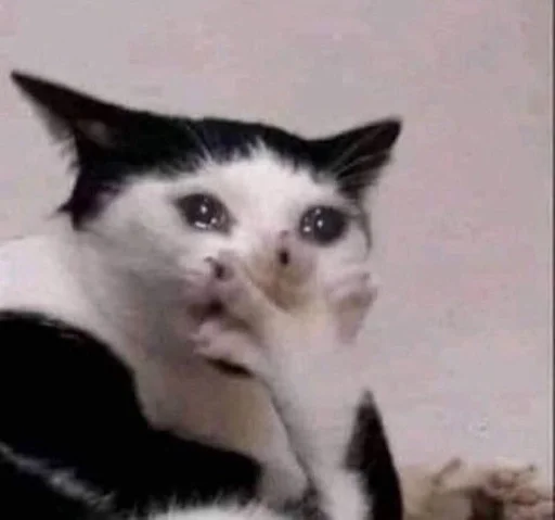 млекопитающее животное домашняя кошка