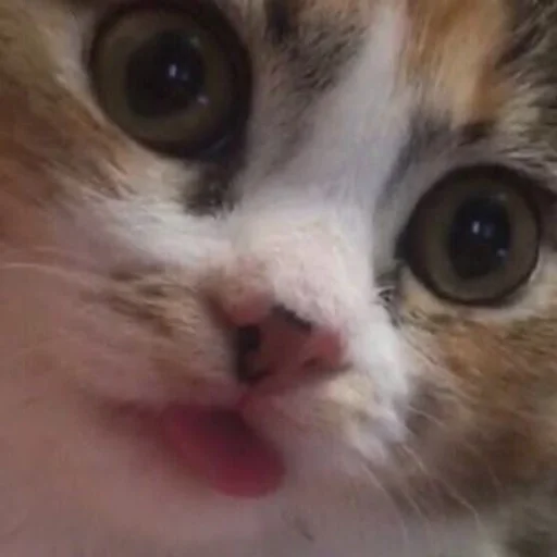 млекопитающее животное кошка