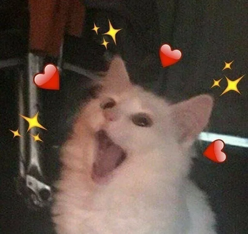 кошка млекопитающее животное