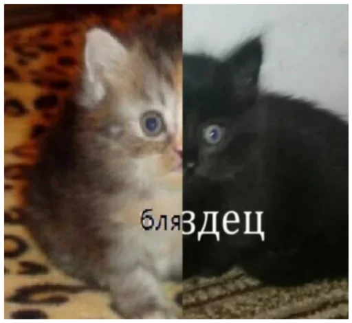 Стики 1033 из @Anonymnyi_chat_bot - 