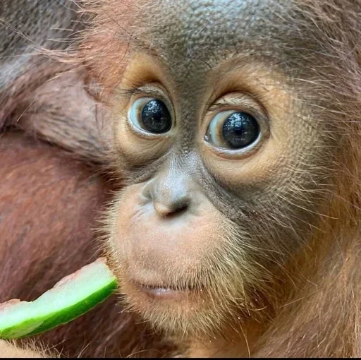 Sticker XaliqAnliq - 1