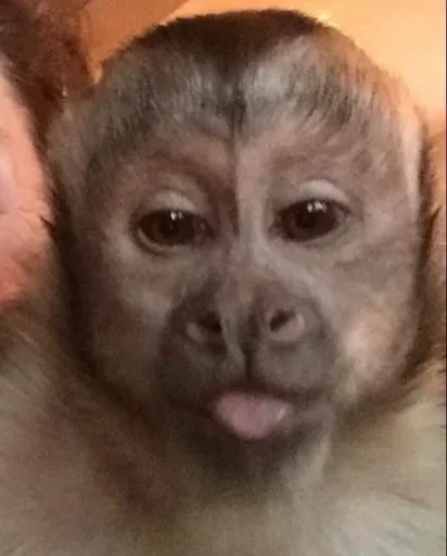 🐵 TG | İnsta : @Xaliqmustafayev  👨🏻‍💻 @Xaliqq - 