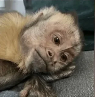 Стикер 🐵 TG | İnsta : @Xaliqmustafayev  👨🏻‍💻 @Xaliqq - 6