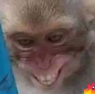 Стикер 🐵 TG | İnsta : @Xaliqmustafayev  👨🏻‍💻 @Xaliqq - 4