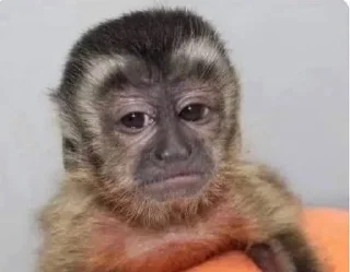 Стикер 🐵 TG | İnsta : @Xaliqmustafayev  👨🏻‍💻 @Xaliqq - 9