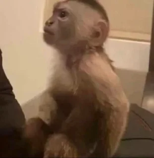 Стикер 🐵 TG | İnsta : @Xaliqmustafayev  👨🏻‍💻 @Xaliqq - 1