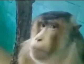 Стикер 🐵 TG | İnsta : @Xaliqmustafayev  👨🏻‍💻 @Xaliqq - 3