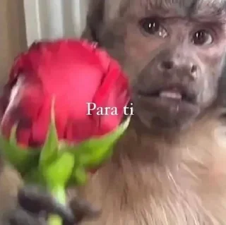 Стикер 🐵 TG | İnsta : @Xaliqmustafayev  👨🏻‍💻 @Xaliqq - 8