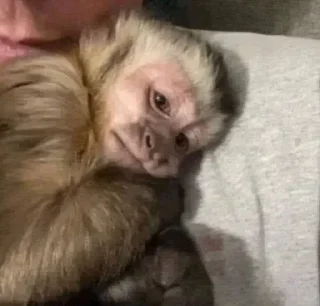 Стикер 🐵 TG | İnsta : @Xaliqmustafayev  👨🏻‍💻 @Xaliqq - 7