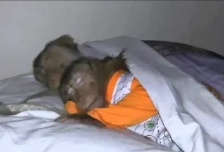 Стикер 🐵 TG | İnsta : @Xaliqmustafayev  👨🏻‍💻 @Xaliqq - 11