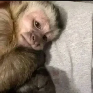 Стикер 🐵 TG | İnsta : @Xaliqmustafayev  👨🏻‍💻 @Xaliqq - 5