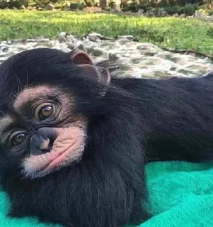 Стикер 🐵 TG | İnsta : @Xaliqmustafayev  👨🏻‍💻 @Xaliqq - 0