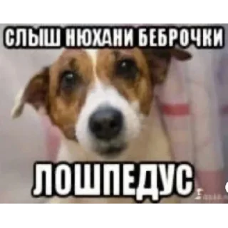 Стикер Больше стиков тут: @stikiin - 6