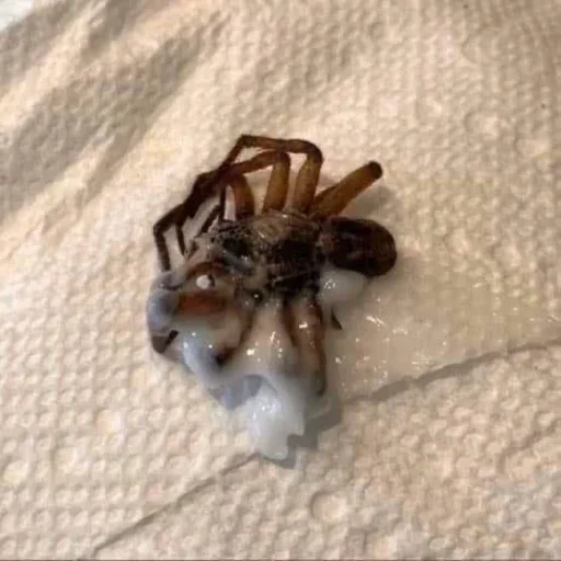 Стикер XbcZQECgTB_by_stealerstickerbot - 1