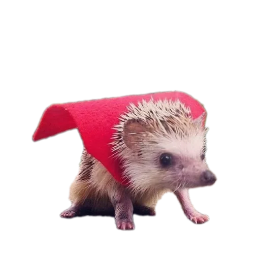 Sticker Xbox4pda - 1