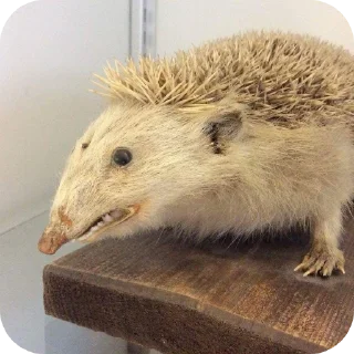 Sticker Xbox4pda - 4