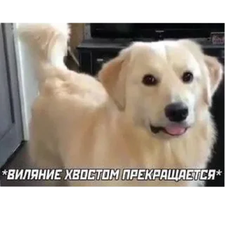 Sticker Xbox4pda - 9