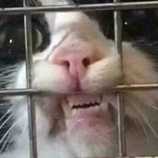 Sticker Китик - 3