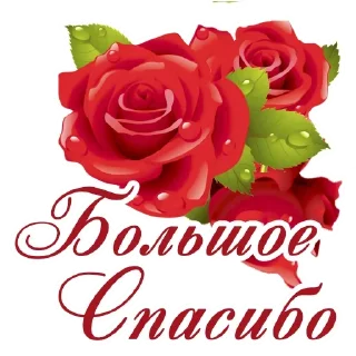 цветок роза День Святого Валентина