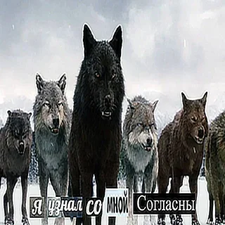 Sticker Больше стикеров: @sticerru - 7