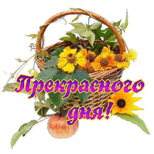 flower plant sunflower